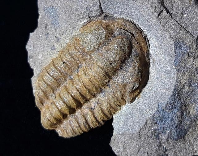 Conocoryphe sulzeri (SCHLOTHEIM, 1823) - Bild © FossNet FossilienStore